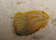 Photo: T. Darom, South Sinai August 2005